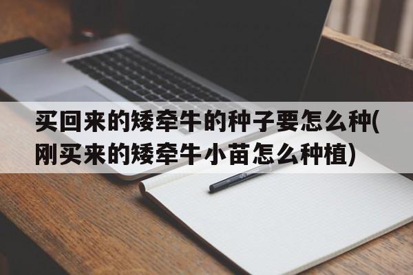 买回来的矮牵牛的种子要怎么种(刚买来的矮牵牛小苗怎么种植)