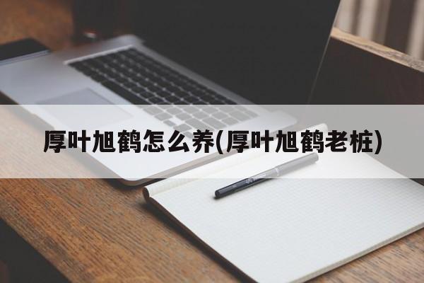 厚叶旭鹤怎么养(厚叶旭鹤老桩)