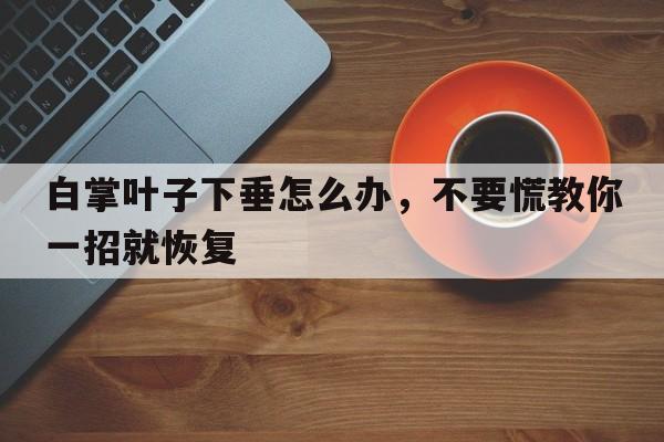 白掌叶子下垂怎么办，不要慌教你一招就恢复