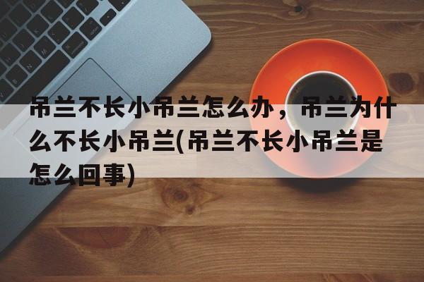 吊兰不长小吊兰怎么办，吊兰为什么不长小吊兰(吊兰不长小吊兰是怎么回事)