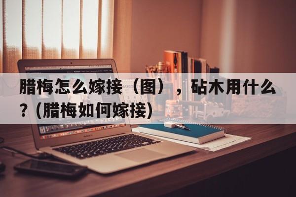 腊梅怎么嫁接（图），砧木用什么？(腊梅如何嫁接)