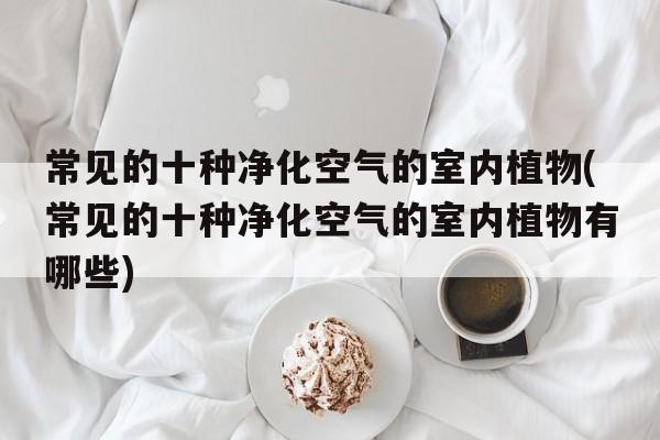 常见的十种净化空气的室内植物(常见的十种净化空气的室内植物有哪些)