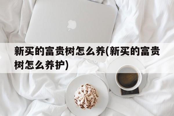 新买的富贵树怎么养(新买的富贵树怎么养护)