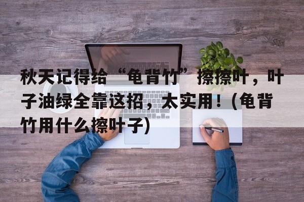 秋天记得给“龟背竹”擦擦叶，叶子油绿全靠这招，太实用！(龟背竹用什么擦叶子)