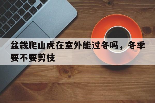 盆栽爬山虎在室外能过冬吗，冬季要不要剪枝