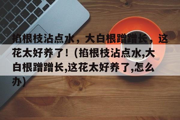 掐根枝沾点水，大白根蹭蹭长，这花太好养了！(掐根枝沾点水,大白根蹭蹭长,这花太好养了,怎么办)