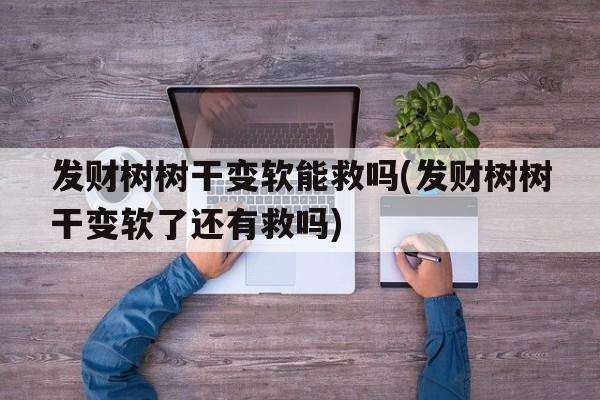 发财树树干变软能救吗(发财树树干变软了还有救吗)