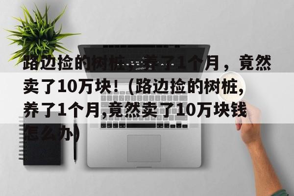 路边捡的树桩，养了1个月，竟然卖了10万块！(路边捡的树桩,养了1个月,竟然卖了10万块钱怎么办)