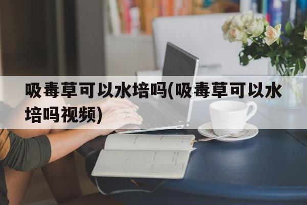 吸毒草可以水培吗(吸毒草可以水培吗视频)