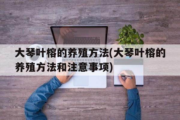 大琴叶榕的养殖方法(大琴叶榕的养殖方法和注意事项)