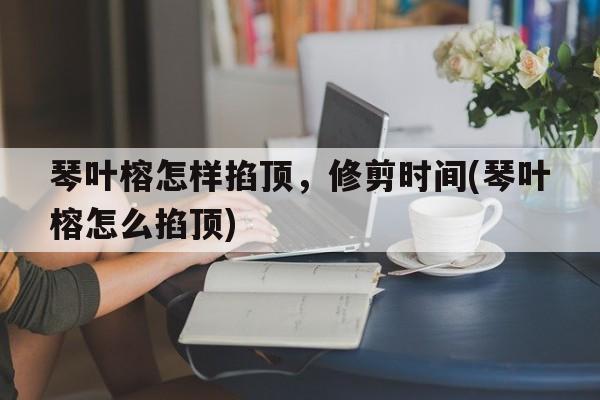 琴叶榕怎样掐顶，修剪时间(琴叶榕怎么掐顶)