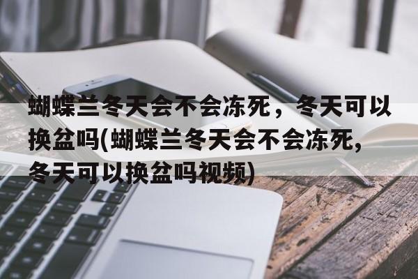 蝴蝶兰冬天会不会冻死，冬天可以换盆吗(蝴蝶兰冬天会不会冻死,冬天可以换盆吗视频)