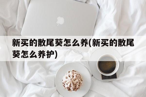 新买的散尾葵怎么养(新买的散尾葵怎么养护)