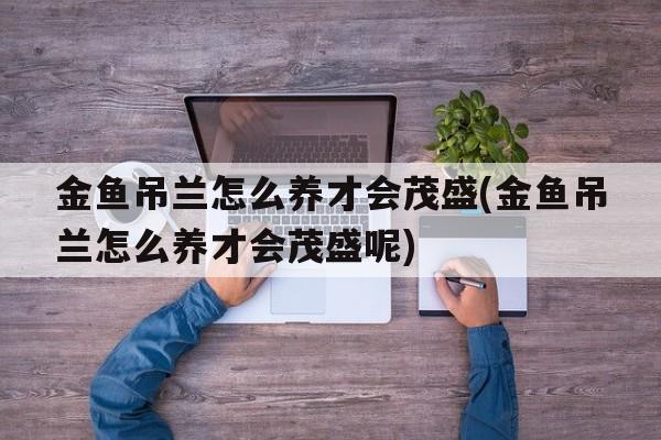 金鱼吊兰怎么养才会茂盛(金鱼吊兰怎么养才会茂盛呢)