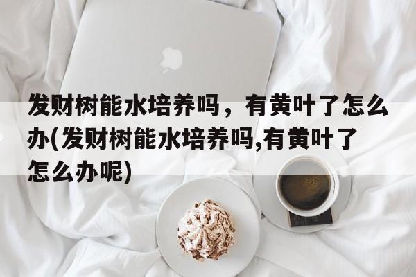 发财树能水培养吗，有黄叶了怎么办(发财树能水培养吗,有黄叶了怎么办呢)