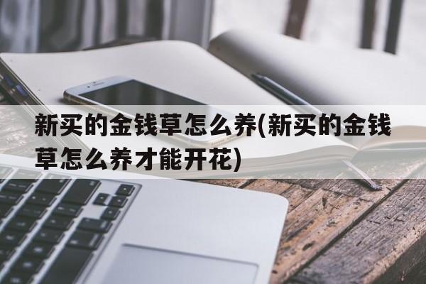 新买的金钱草怎么养(新买的金钱草怎么养才能开花)