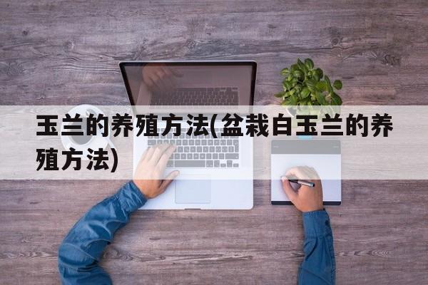 玉兰的养殖方法(盆栽白玉兰的养殖方法)