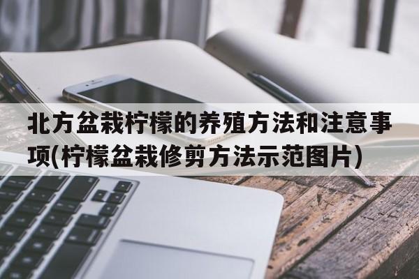 北方盆栽柠檬的养殖方法和注意事项(柠檬盆栽修剪方法示范图片)