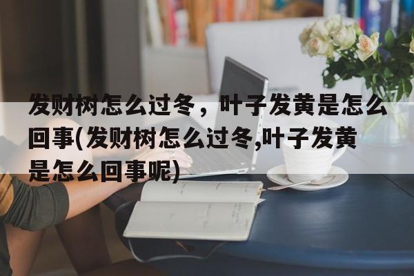 发财树怎么过冬，叶子发黄是怎么回事(发财树怎么过冬,叶子发黄是怎么回事呢)