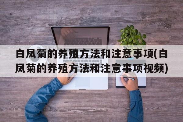 白凤菊的养殖方法和注意事项(白凤菊的养殖方法和注意事项视频)