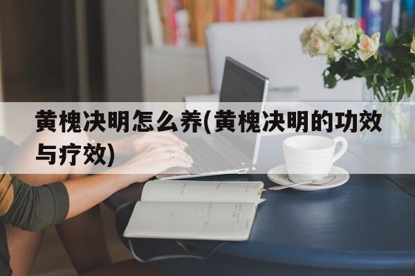 黄槐决明怎么养(黄槐决明的功效与疗效)