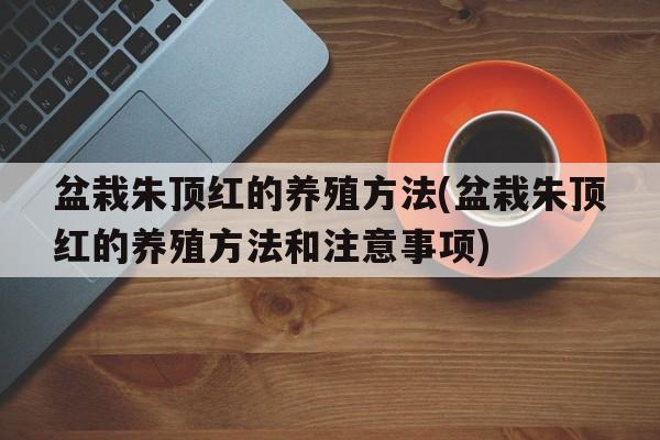 盆栽朱顶红的养殖方法(盆栽朱顶红的养殖方法和注意事项)