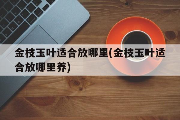 金枝玉叶适合放哪里(金枝玉叶适合放哪里养)