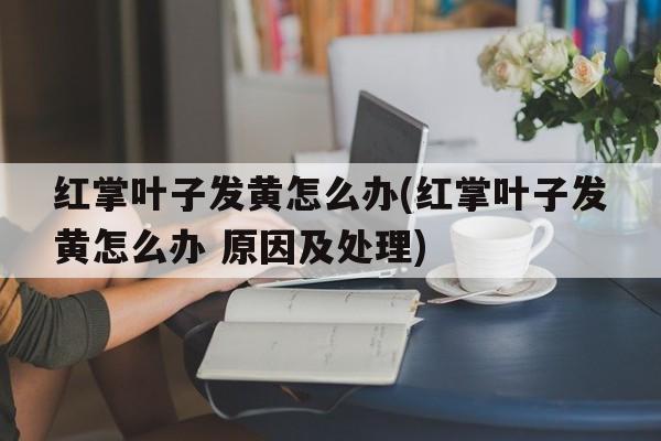 红掌叶子发黄怎么办(红掌叶子发黄怎么办 原因及处理)