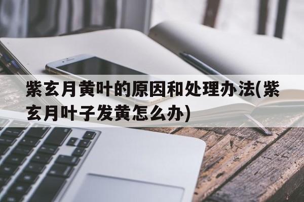 紫玄月黄叶的原因和处理办法(紫玄月叶子发黄怎么办)