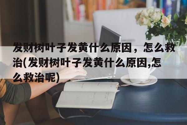 发财树叶子发黄什么原因，怎么救治(发财树叶子发黄什么原因,怎么救治呢)