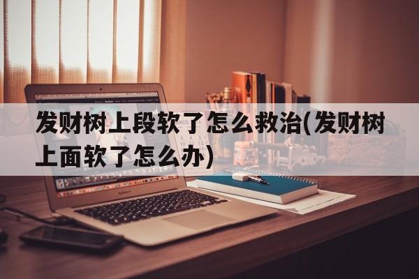 发财树上段软了怎么救治(发财树上面软了怎么办)