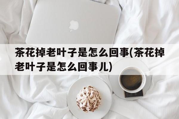 茶花掉老叶子是怎么回事(茶花掉老叶子是怎么回事儿)