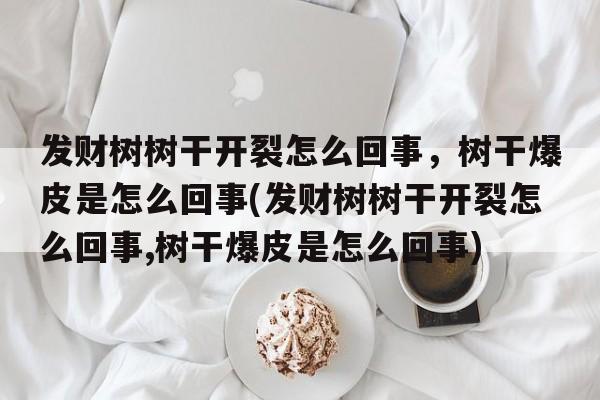 发财树树干开裂怎么回事，树干爆皮是怎么回事(发财树树干开裂怎么回事,树干爆皮是怎么回事)