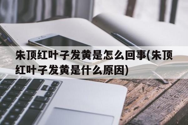 朱顶红叶子发黄是怎么回事(朱顶红叶子发黄是什么原因)