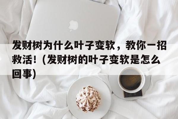 发财树为什么叶子变软，教你一招救活！(发财树的叶子变软是怎么回事)