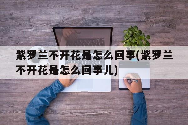 紫罗兰不开花是怎么回事(紫罗兰不开花是怎么回事儿)