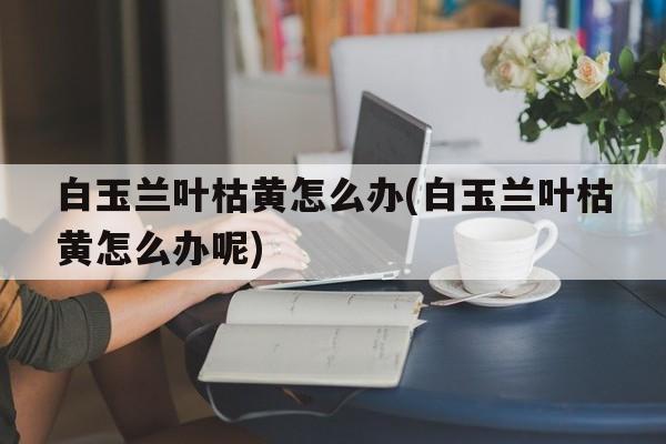 白玉兰叶枯黄怎么办(白玉兰叶枯黄怎么办呢)