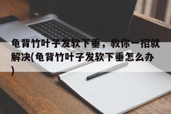 龟背竹叶子发软下垂，教你一招就解决(龟背竹叶子发软下垂怎么办)