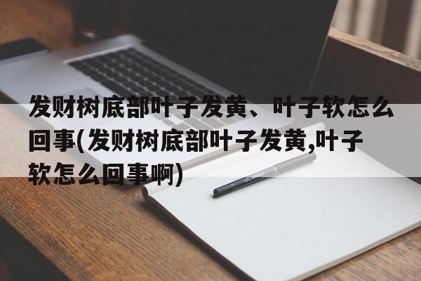 发财树底部叶子发黄、叶子软怎么回事(发财树底部叶子发黄,叶子软怎么回事啊)