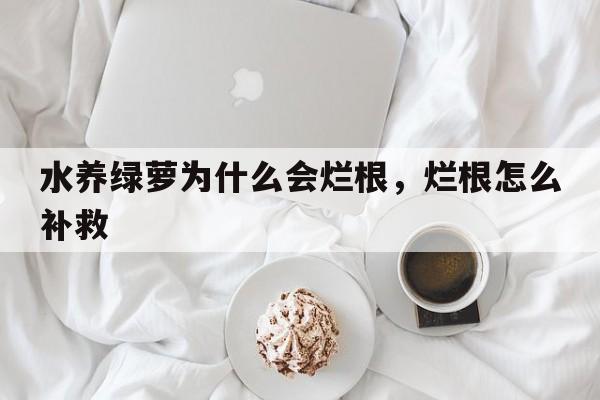 水养绿萝为什么会烂根，烂根怎么补救