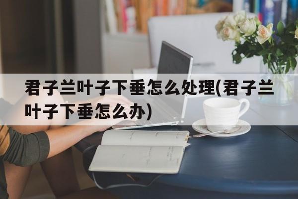 君子兰叶子下垂怎么处理(君子兰叶子下垂怎么办)