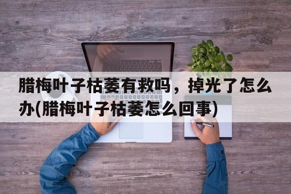 腊梅叶子枯萎有救吗，掉光了怎么办(腊梅叶子枯萎怎么回事)