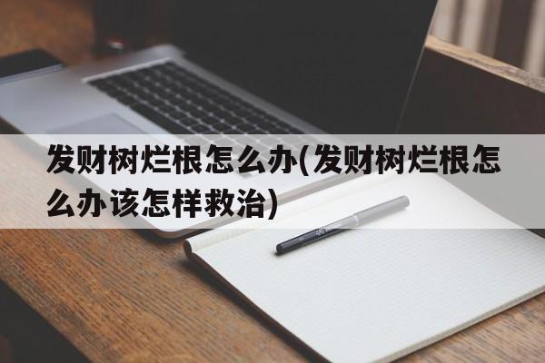 发财树烂根怎么办(发财树烂根怎么办该怎样救治)