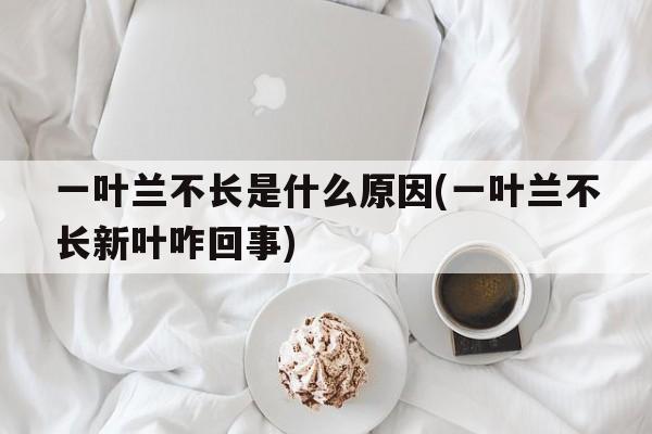 一叶兰不长是什么原因(一叶兰不长新叶咋回事)