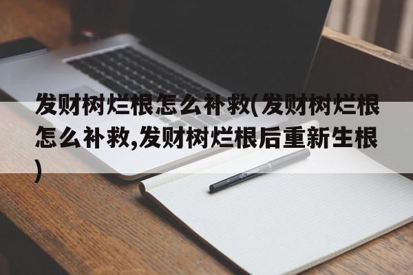 发财树烂根怎么补救(发财树烂根怎么补救,发财树烂根后重新生根)