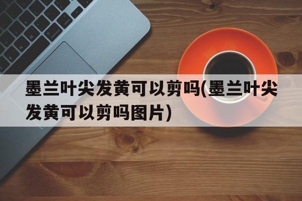 墨兰叶尖发黄可以剪吗(墨兰叶尖发黄可以剪吗图片)