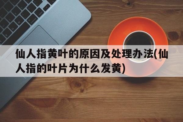 仙人指黄叶的原因及处理办法(仙人指的叶片为什么发黄)