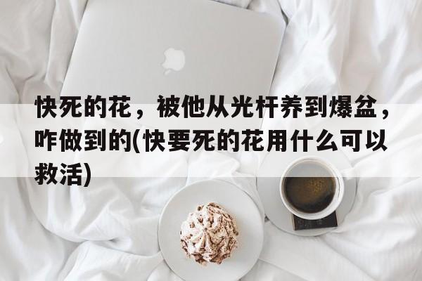 快死的花，被他从光杆养到爆盆，咋做到的(快要死的花用什么可以救活)