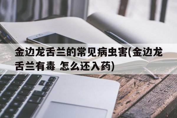 金边龙舌兰的常见病虫害(金边龙舌兰有毒 怎么还入药)