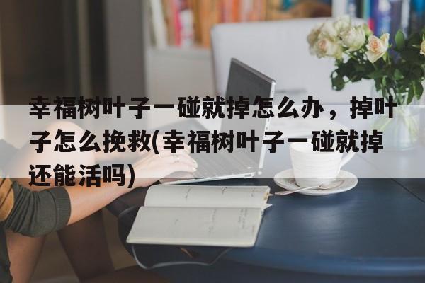 幸福树叶子一碰就掉怎么办，掉叶子怎么挽救(幸福树叶子一碰就掉还能活吗)